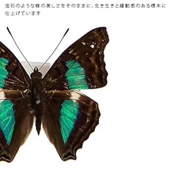 【外国産蝶標本】コムラサキ♀/陜西省産/74mm 外国産蝶標本】コムラサキ♀/陜西省産/74mm 外国産蝶標本