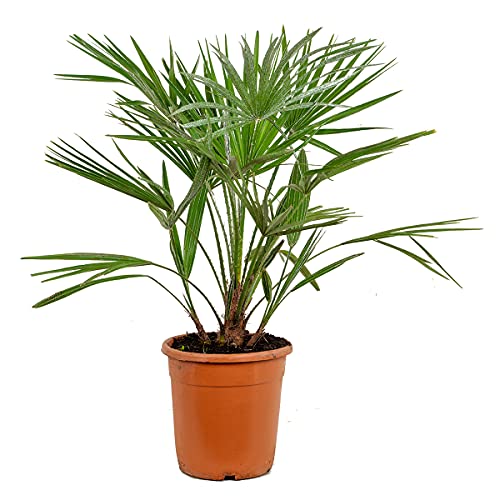 Bloomique - Chamaerops Humilis - Europäische Zwergpalme - Palmen Winterhart Draußen - Höhe 60-70 cm - Topf 21 cm