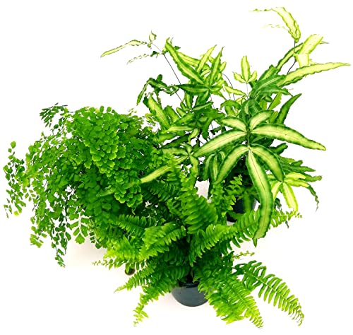 POWERS TO FLOWERS - TRIS PIANTE PURIFICA ARIA: FELCE PTERIS, CAPELVENERE, FELCE BOSTON, IN VASO 13CM, 3 Piante Depura Aria, Piante Vere