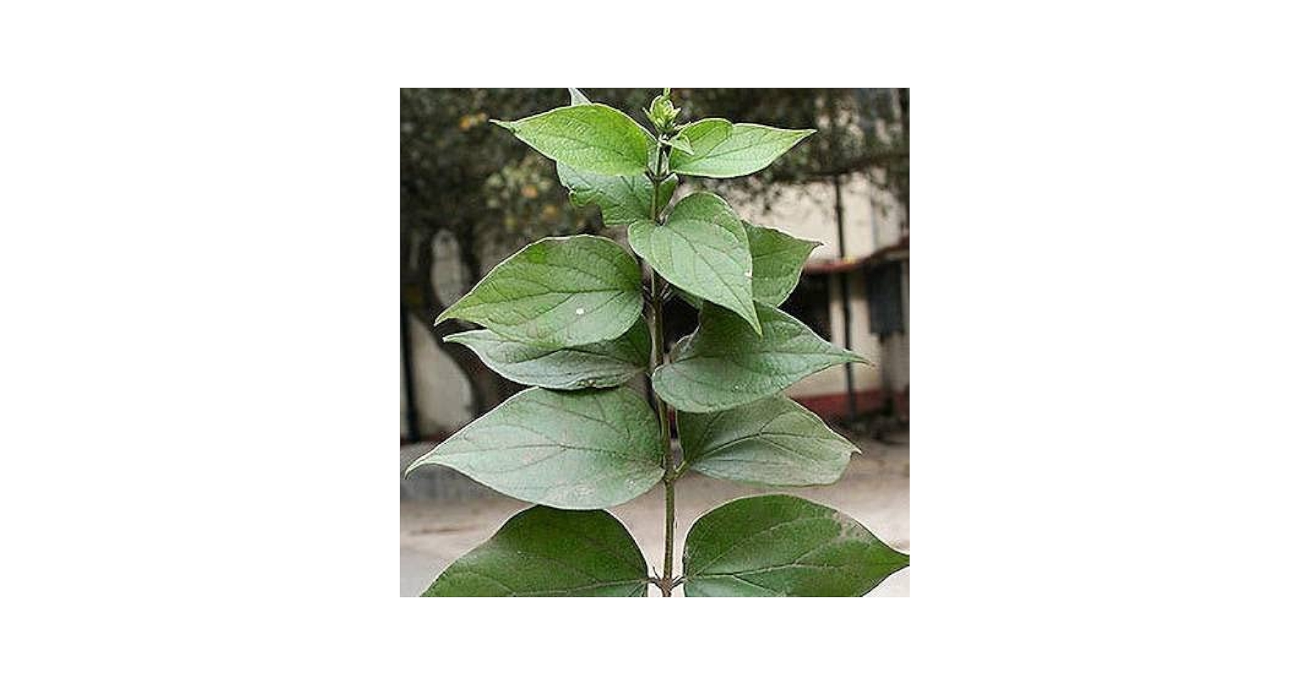 Erimni dostim bilan porno videoda tutdim.