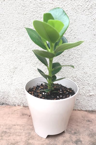 Amazon｜観葉植物 クルシア ロゼア プリンセス 鉢植え｜観葉植物