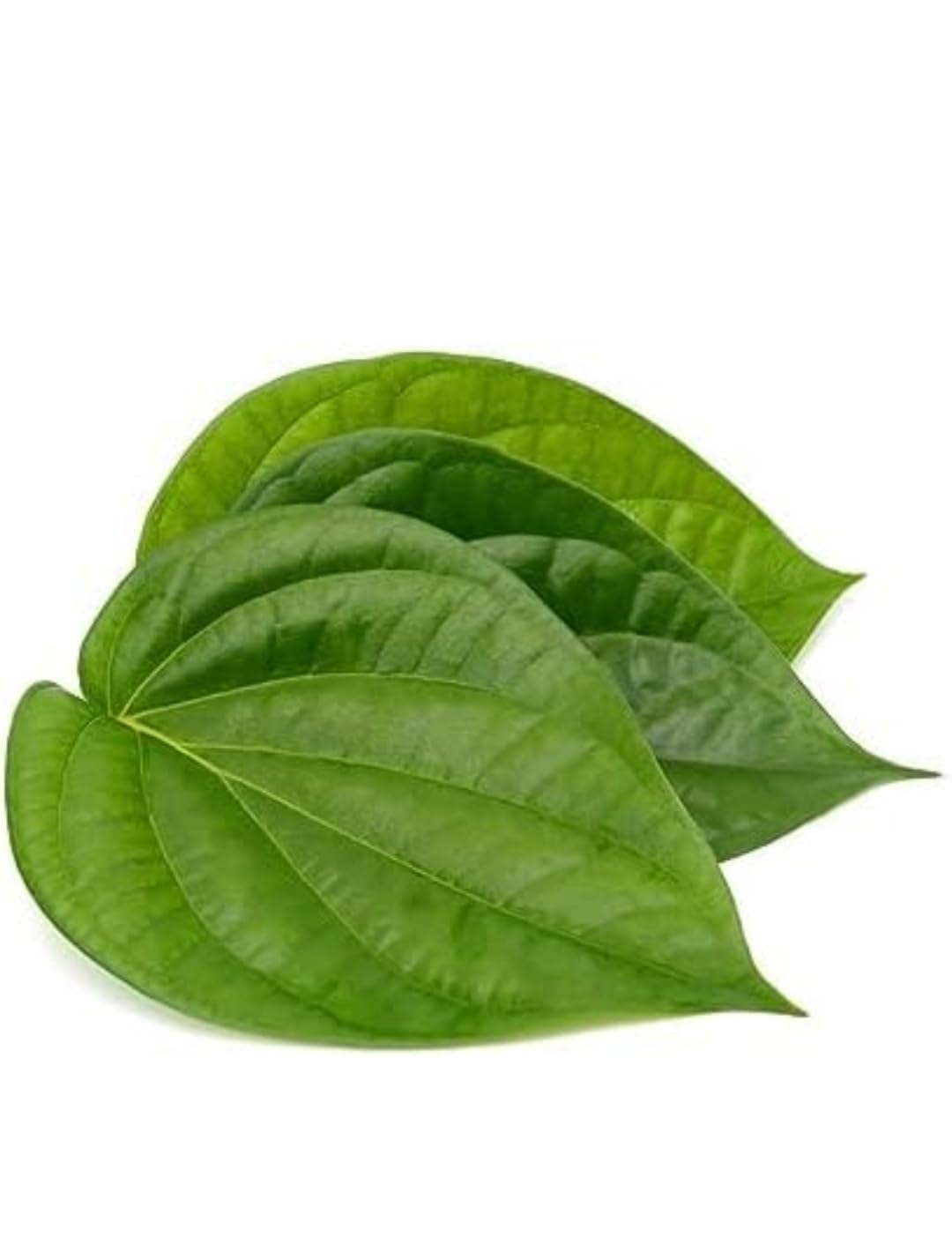 Betel Leaf Plant (Paan) - Pack of 2 -4