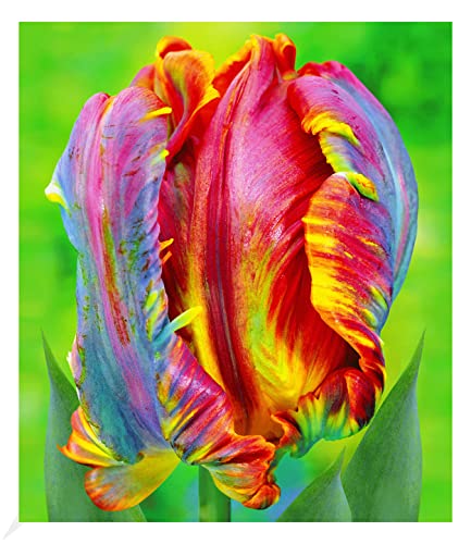 BALDUR Garten Regenbogen-Tulpe 'Blumex®',8 Stück, Tulipa, Blumenzwiebeln, pflegeleicht, winterhart, mehrjährig, blühend, Schnittblume, Tulipa Hybrid, Frühlingsblumen