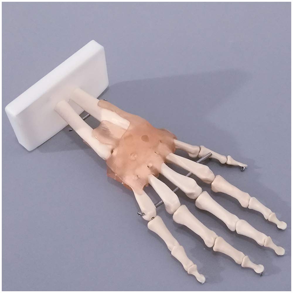 Sjdopulse Human Hand Skeleton Bone Model - Hand Bone Model With Functional Ligaments - Life Size Human Skeleton Model - For Study Display Teaching Medical Model