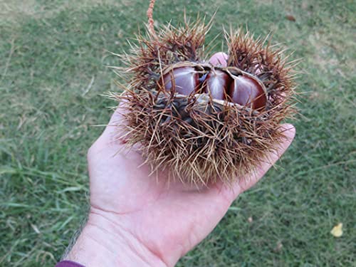 2 Chestnut Trees Live Plants, 16" In Tall Chestnut Tree For Planting #TOP6