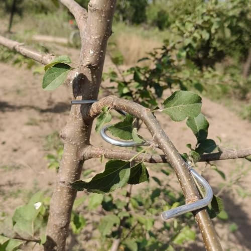 Herramienta para modelar ramas de árboles frutales miniatura 4