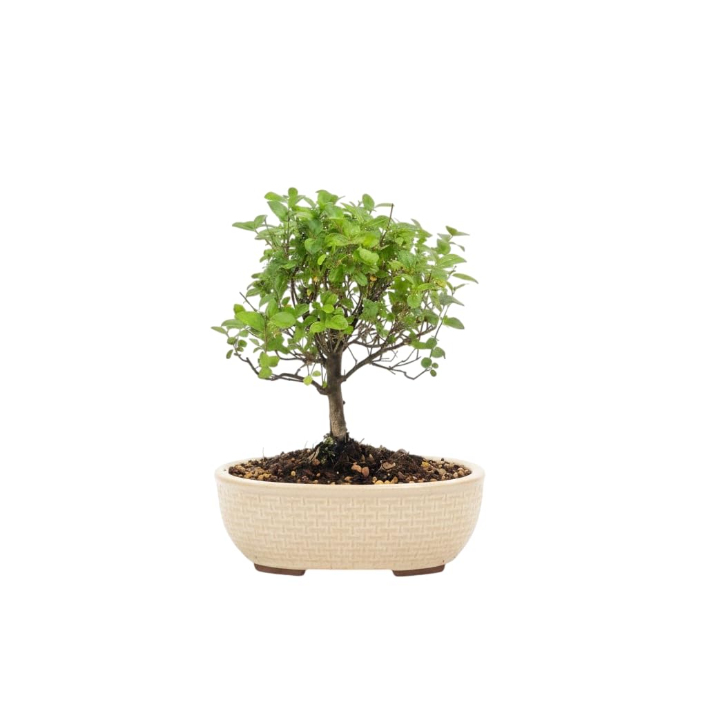 Serissa Japónica en Bonsái Natural Vivo para Coleccionistas – DECOALIVE | Textura Fina, Hoja Pequeña y Floración Blanca, Acento Ornamental Compacto en Decoración