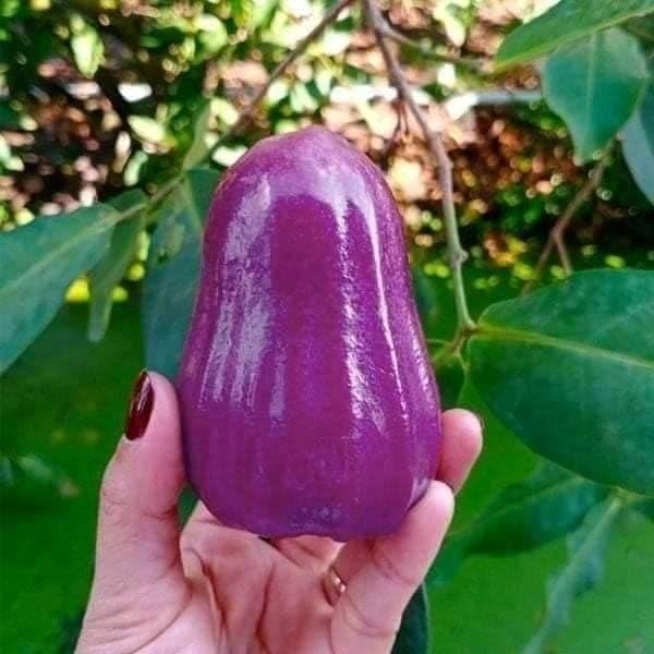Soha Choice Thai Purple Water Apple Live Plant (Purple Jamrul) – Grafted, Fast-Growing, 1-2 Ft | Ideal for Home Gardens