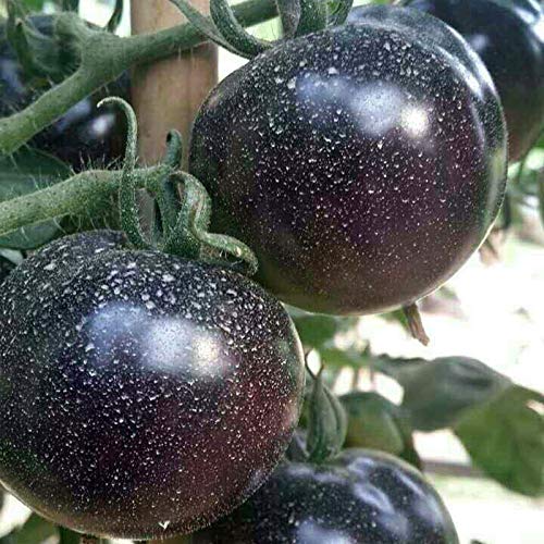See full amazon price history chart for VibeX Giant Black Tomato Seeds(Solanum lycopersicum)-250 Seeds VibeX Giant Black Tomato Seeds(Solanum lycopersicum)-250 Seeds (B0B9Y23FKF) Amazon Price History, Amazon Price Tracker