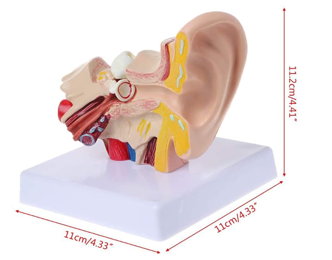 Model Anatomii Ucha Ludzkiego, Model Anatomii Ucha Ludzkiego 1,5 Razy Większy Model Akcesoriów Medycznych, Profesjonalne Organiczne Materiały Medyczne