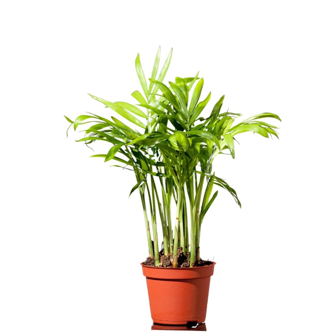 Rare Philodendron Birkin Plant - White Fern -11 Rare Philodendron Birkin Plant - White Fern -11