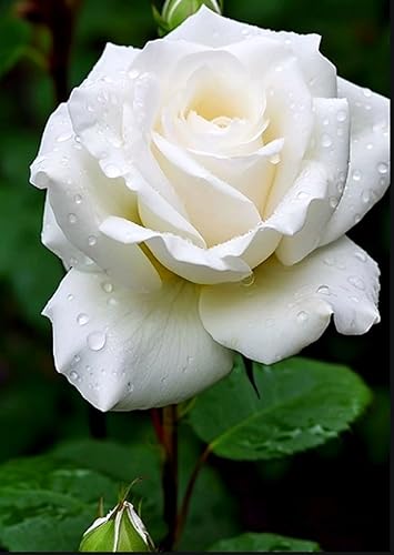 Miniatura 2 de 100 semillas de rosas blancas para el jardín del hogar, semillas de flores de elegancia