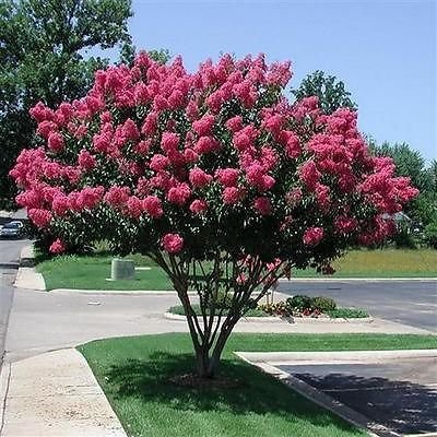 50 Semi Di Albero Di Giove (Lagerstroemia Indica) | Pianta Da Giardino | Fioritura Estiva | Facile Coltivazione - Foto 6