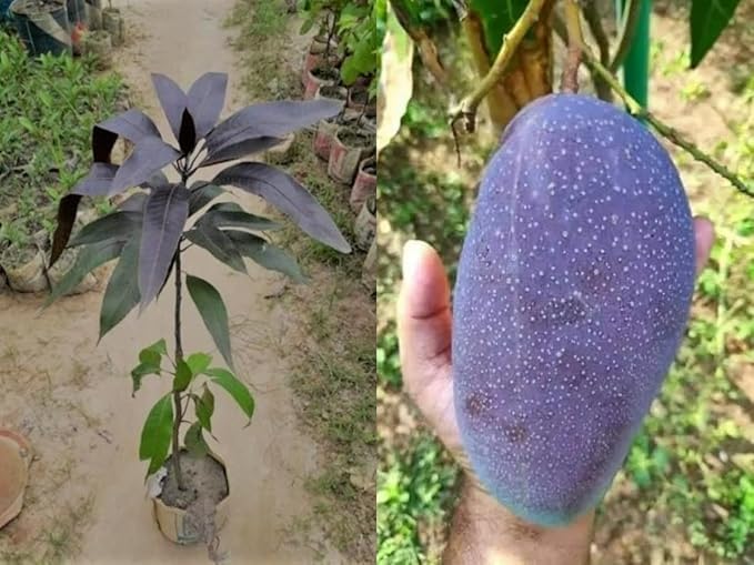 Rare kasturi black Premium mango grafted live plant (2-2.5 feet Height) "Hybrid" Exotic Flavor & Fast Growing Pack of 1 (B0DG61D6Y3) Amazon Price History, Amazon Price Tracker