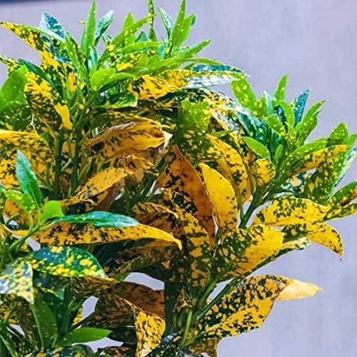 Big Planter Croton Live Plant - Colorful Foliage for Your Indoor Oasis - Pack of 1 (B0CYVJVC5D) Amazon Price History, Amazon Price Tracker