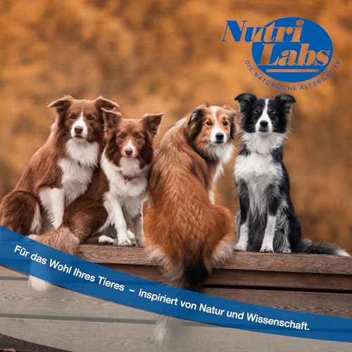 NutriLabs Zilcalm Beruhigungstabletten für Hunde - 90 STK. - mit Milchprotein, Ashwagandha, Probiotika, L-Tryptophan UVM. - Beruhigungsprodukte für Hunde - Nahrungsergänzungsmittel Hund