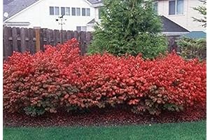 10 Dwarf Burning Bushes: Compact Evergreen Shrubs for Year-Round Beauty