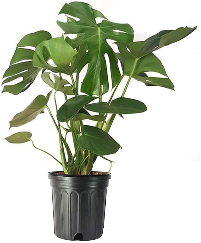 Image of Original Monstera Deliciosa Live Plant - Pack of 1 Healthy Indoor Tropical Houseplant for Home, Office & Garden Decor - Air-Purifying Lush Green Foliage With Grow Bag & pot