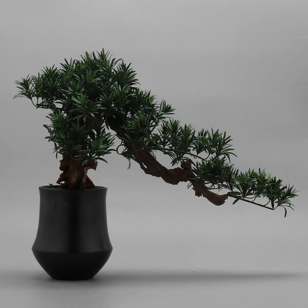 bonsai comprar Bonsai