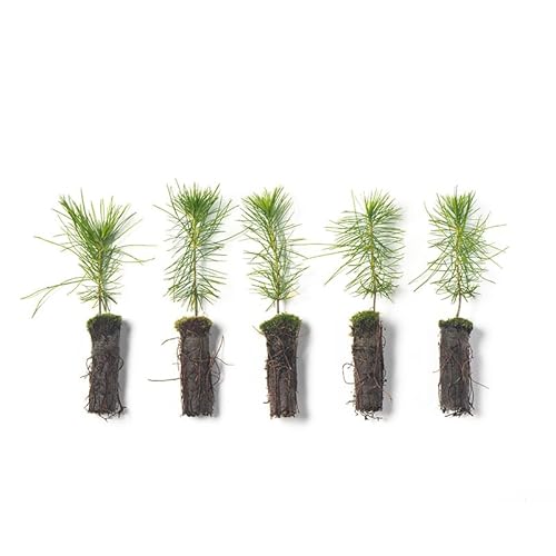 White Pine Live Tree Seedlings Plug | 6