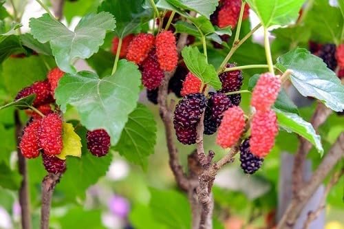 Golden Bloom LIve Thai Air Layered Healthy Shahtoot/Mulberry Long Variety Fruit Grafted Fresh&Healthy Live Plant Mulberry Plant Height 1 FT