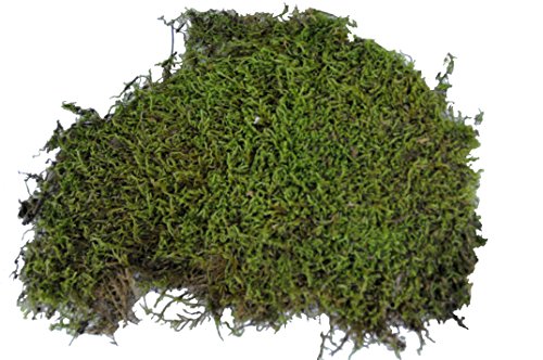 Lucky Reptile VM-150 Muschio essiccato per vivaio