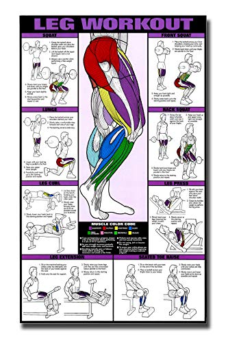 PIXELARTZ Wall Poster Legs & Thighs Motivational Workout and Exercises Illustrations Bodybuilding Gym Posters HD Quality Posters for Home, Office, Room, Gym Wall - Multicolor (605)