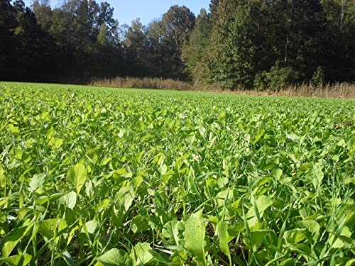 Tecomate 500 Greenfield Deer Food Plot Seed thumb #4