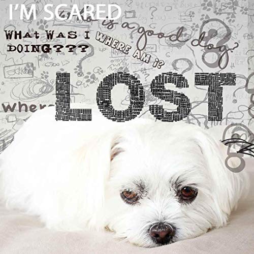 Image of The Blissful Dog Maltese Age Well Spray Aromatherapy