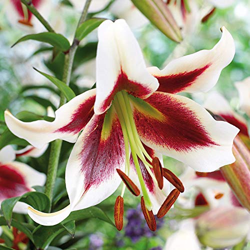 Beverly Dreams Orienpet Lily 3-Pack