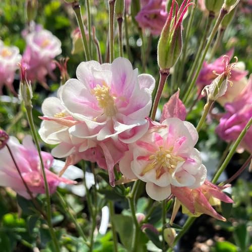 100Pcs Pink Double aquilegia Flower Seeds