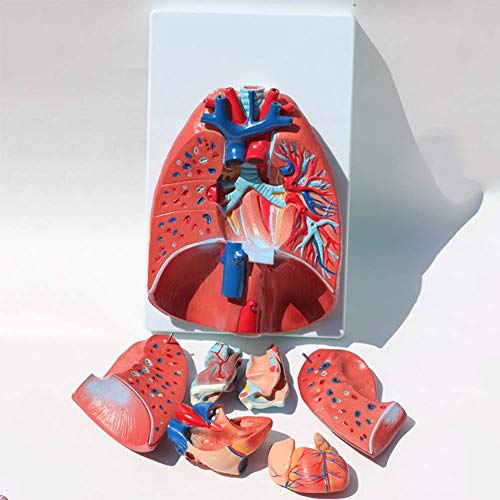 Grand modèle de poumon humain larynx en forme de cœur AMITD - 5