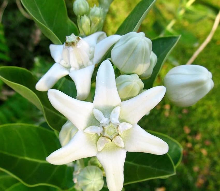 Golden Bloom Crown flower Safed aak Calotropis gigantean Arakha (White) Live Plant