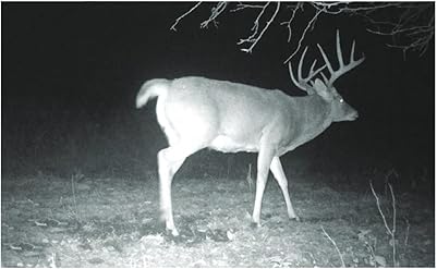 Stealth Cam night time photo