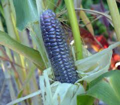Corn, Blue Hopi, Heirloom, 20 Seeds, Great For Making Blue Corn Flour, Country Creek Acres #TOP3