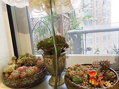 Muamax 2 Packs Fairy Garden Mushroom Small Figurines Miniature Garden Mushrooms Fairy Garden Mushrooms Small Little Tiny Mushroom Ornaments Micro Mushroom Figurines Plants Bonsai Craft Decor #TOP4