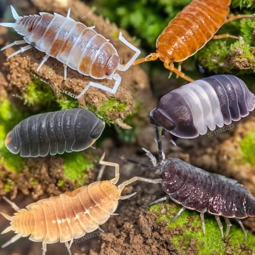 TC INSECTS . 50ct MEGA Mix Isopods Bundle Bioactive Isopod Vivarium Pillbug Roly Poly