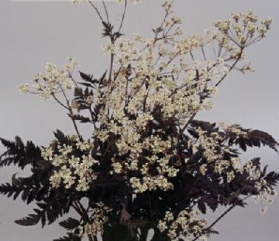 Amazon.com : Anthriscus sylvestris Ravenswing 1,000 Seeds : Patio, Lawn &  Garden