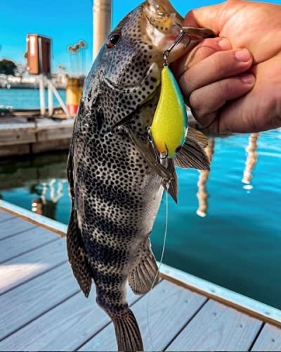 Arbogast Hula Popper Topwater Fishing Lure, Fire Tiger, G770 (1 3/4 In, 1/4 Oz) #TOP2