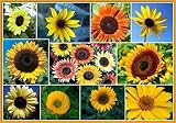 Non GMO Bulk Sunny - Sunflower Seed Mix 2,250 Seeds . 10 Species of Wildflower Seeds Helianthus annu