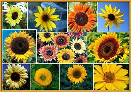 Non Gmo Bulk Sunny - Sunflower Seed Mix 2,250 Seeds . 10 Species Of Wildflower Seeds Helianthus Annuus (1 Lb) #TOP16