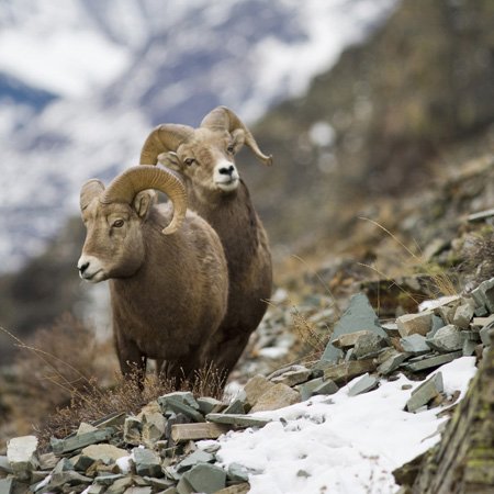 Interrupteur double bascule Chuck Haney Glacier NP finition haute qualité - 3