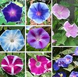 80+Mixed Japanese Morning Glory Seeds Ipomoea Nil Perennial Climbing Flower