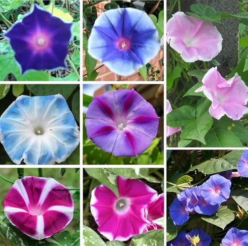 Mixed Japanese Morning Glory Seeds