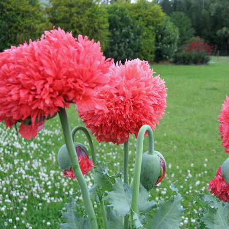 Seedscare Poppy Shirley Red Double 50 Seeds (B01DR0SH6S) Amazon Price History, Amazon Price Tracker