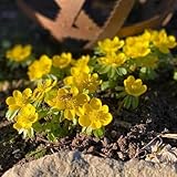 Può essere utilizzato per decorare il soggiorno, il balcone o il davanzale, mostrando un forte stile europeo.