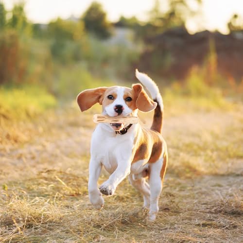 Kauknochen Hunde- Natürlicher Kaffeeholz, Holzknochen als Hundespielzeug für Welpen, 2er Pack Kauknochen Hund als Zahnpflege & Kauspielzeug, Hundezubehör für Welpen & kleine Hunde