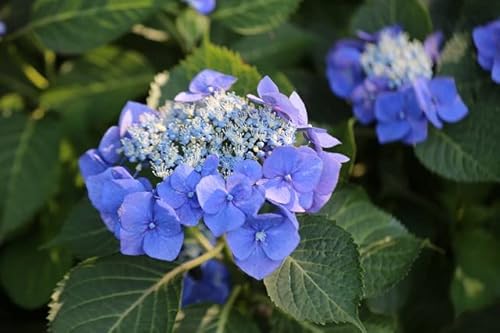 【日本の風景ポストカードLac et Soleil】埼玉県権現堂の紫陽花あじさい2020年満開の葉書20ハガキはがき photo by MIRO 【日本の風景ポストカードLac et Soleil】埼玉県権現堂の紫陽花あじさい2020年満開の葉書20ハガキはがき photo by MIRO