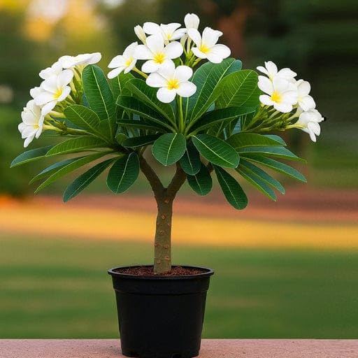 Champa Plumeria Live Plant, Ornamental Flowering Plant for Garden and Home-image-16