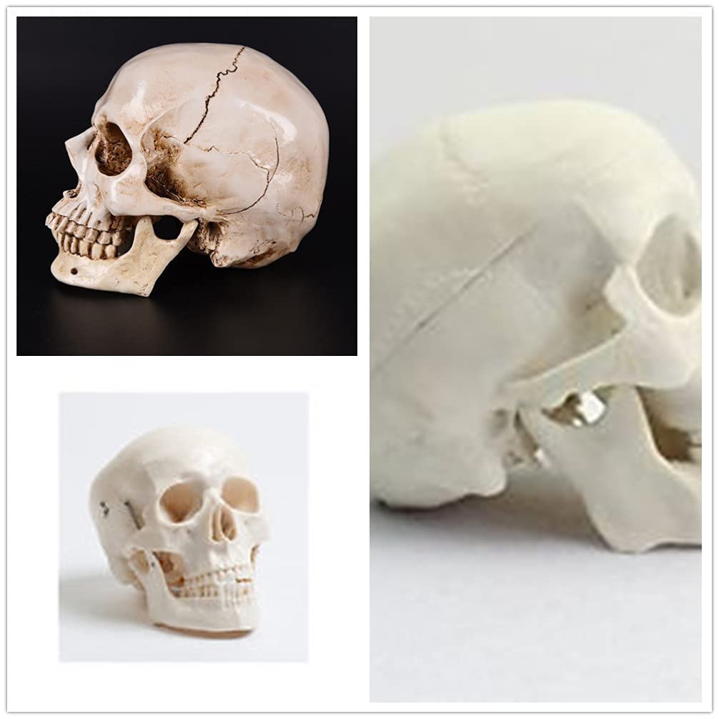 Halloween-Lebensgröße, menschlicher Schädel-Modell- , 1:1 aussehende Totenköpfe, Skelettkopf für Halloween, Bar, Zuhause, Tischdekoration